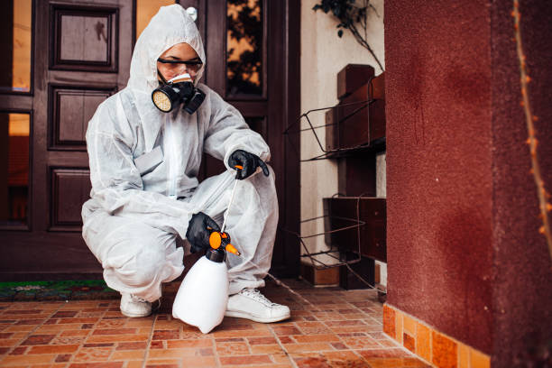 Reliable Ant Control contractor in Castro Valley, CA by Show Me Pest Control